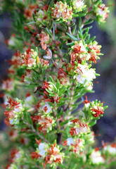 Erica glumiflora