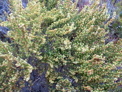 Erica glumiflora