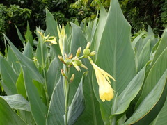 Canna flaccida