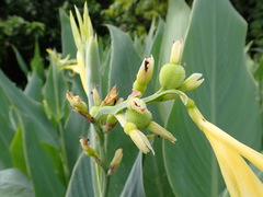 Canna flaccida