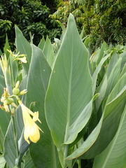 Canna flaccida