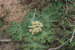 Arctopus monacanthus