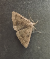 Zanclognatha zelleralis