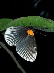 Hades noctula