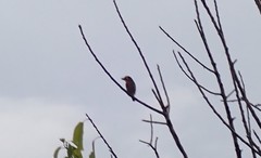 Psilopogon haemacephalus