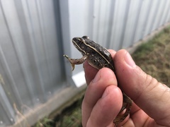 Lithobates blairi
