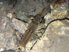 Austropotamobius pallipes