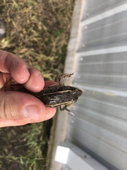 Lithobates blairi