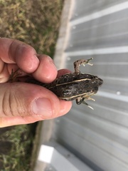 Lithobates blairi