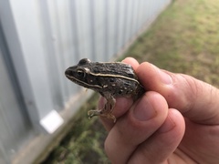 Lithobates blairi