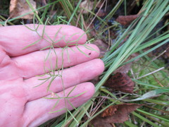 Ostericum tenuifolium