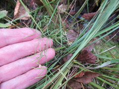 Ostericum tenuifolium
