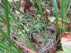 Ostericum tenuifolium