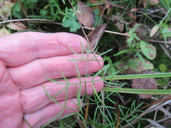 Ostericum tenuifolium