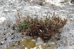 Sedum urvillei
