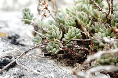Sedum urvillei