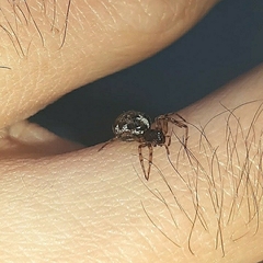 Enoplognatha mandibularis