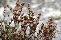 Sedum urvillei