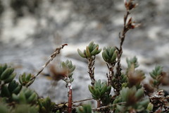 Sedum urvillei
