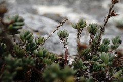 Sedum urvillei