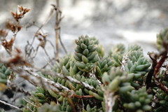 Sedum urvillei
