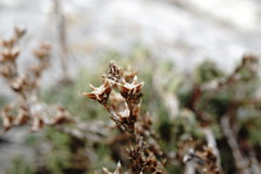 Sedum urvillei