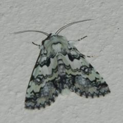 Bamra marmorifera