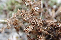 Sedum urvillei