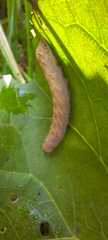 Noctua fimbriata