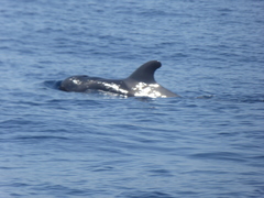 Globicephala macrorhynchus