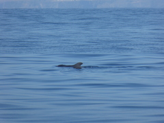 Globicephala macrorhynchus