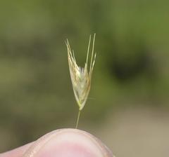 Merxmuellera macowanii