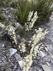 Struthiola confusa