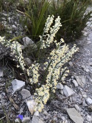 Struthiola confusa