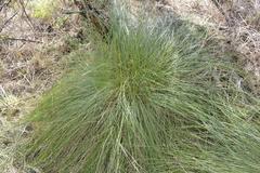 Merxmuellera macowanii