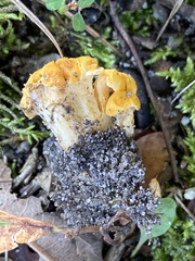 Cantharellus phasmatis