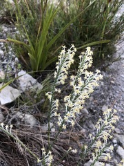 Struthiola confusa
