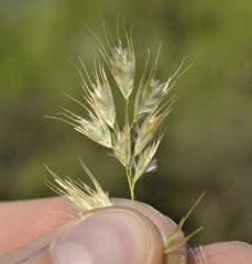 Merxmuellera macowanii