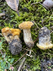 Cantharellus phasmatis