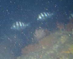 Diplodus hottentotus
