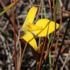 Disa tenuifolia