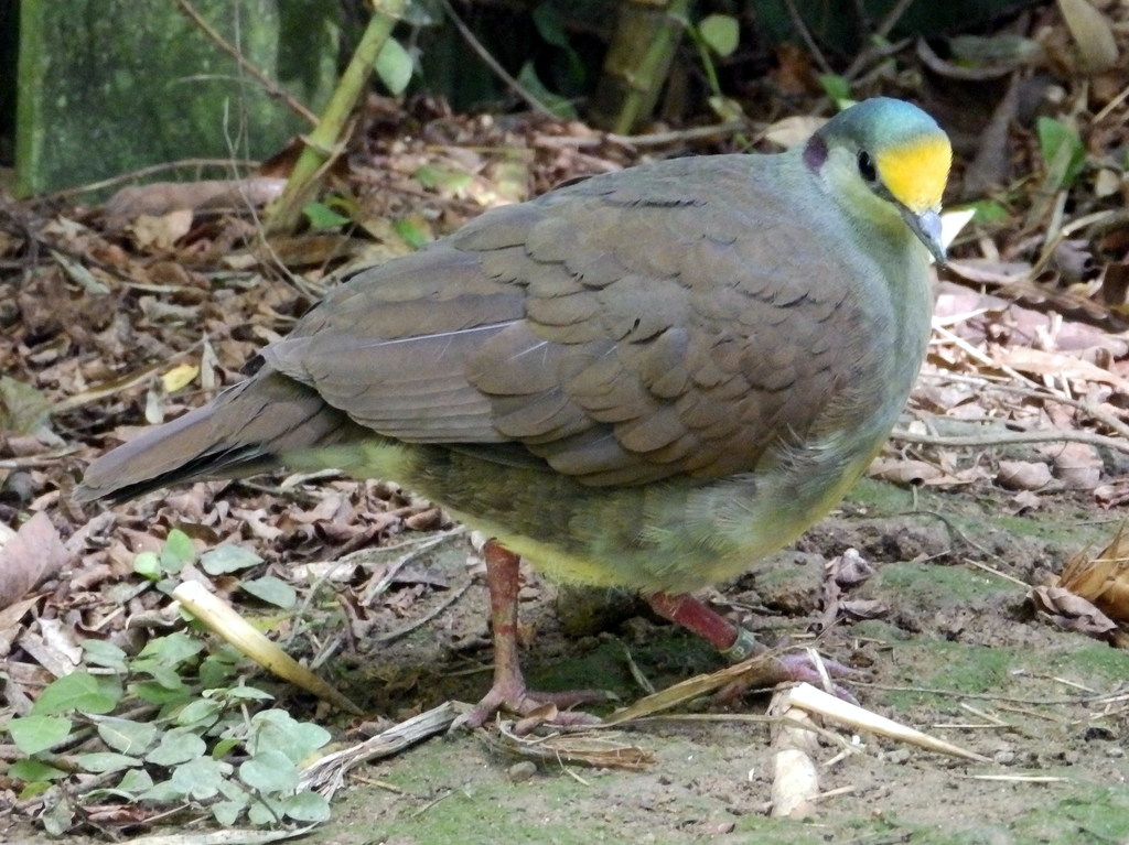Sulawesi Ground Dove