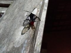 Aethria paula