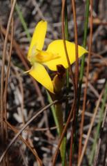 Disa tenuifolia