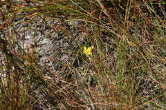 Disa tenuifolia