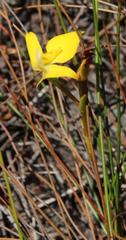Disa tenuifolia