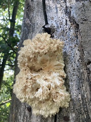 Hericium