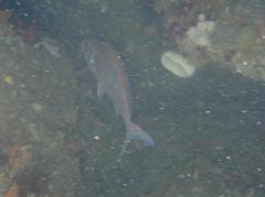 Chirodactylus jessicalenorum