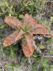 Aloe umfoloziensis