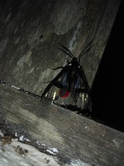 Aethria paula
